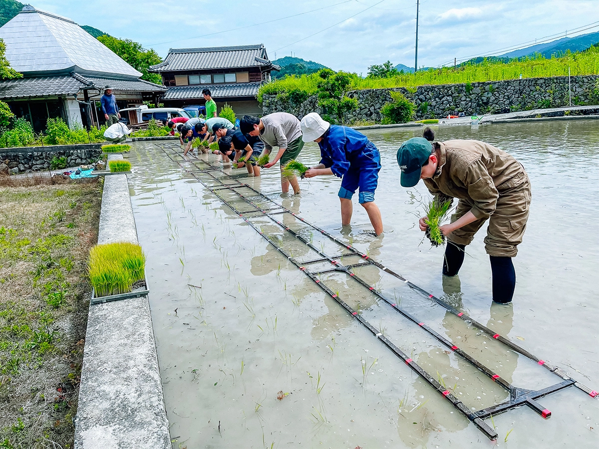 学生たちが田植えをする様子